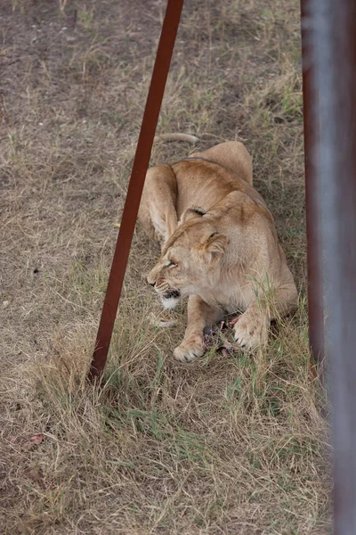 Lion Zoo Dagtid — Stockfoto