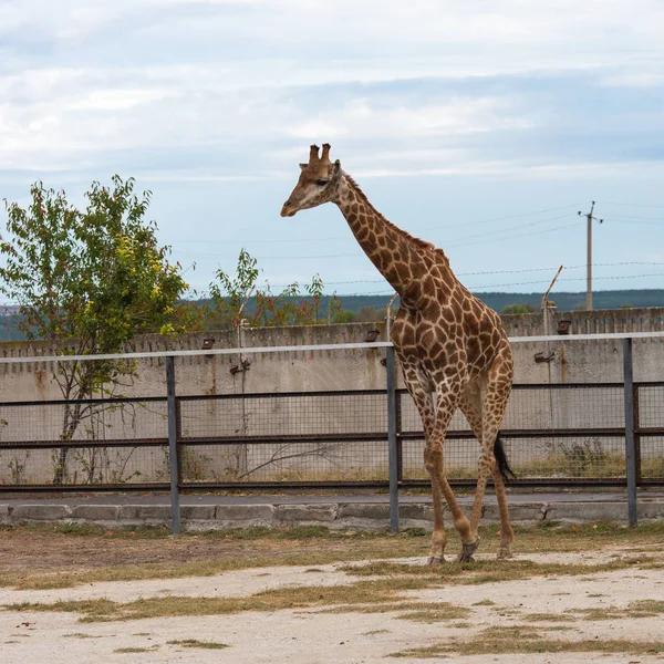 Zürafa Kırım Safari Park — Stok fotoğraf