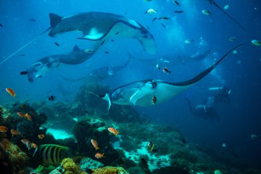 Manta ray üzerinde Temizleme İstasyonu Komodo Ulusal Parkı içinde