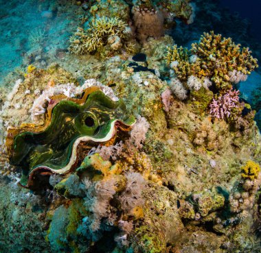 Tridacninae sualtı görünümü güzel resifin tepesi Kızıldeniz '