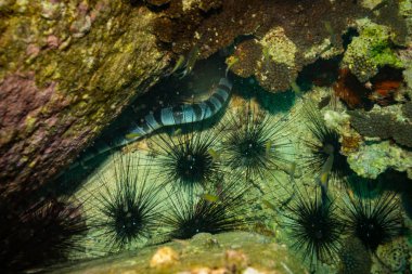 Sualtı yılan Koh Tao, Tayland