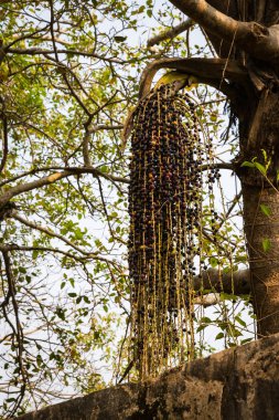 doğal görünümünü tarihi: Hindistan eyaleti