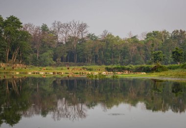 Doğal görünümü güzel manzara ile flora ve fauna Chitwan, Nepal 
