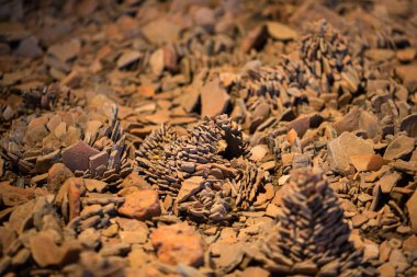 Soyut dünya küçük taştan