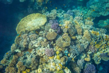 Kızıldeniz, Sharm El Sheikh, Mısır'daki güzel mercan resif sualtı görünümünü