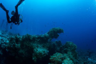 dalgıç sualtı görünümünü Red sea, Mısır resif üzerinde