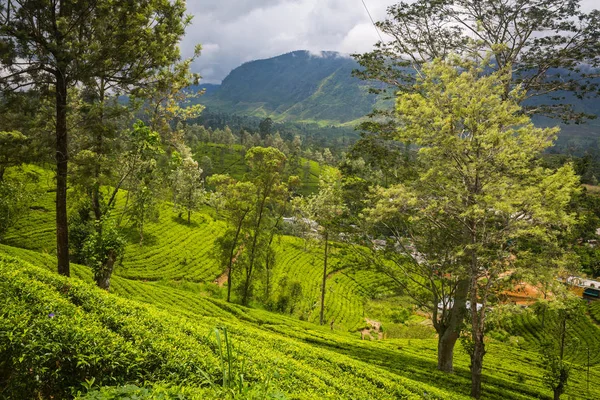 Plantação Chá Bonito Verde Sri Lanka — Fotografia de Stock