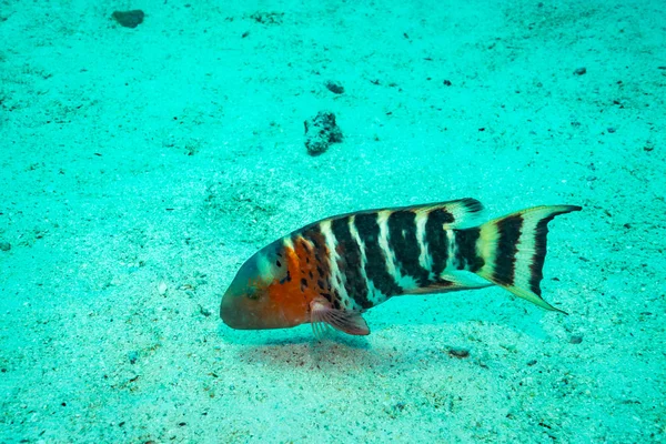 タオ島付近の岩礁にさびたベラ — ストック写真