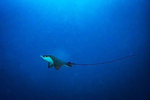 Podwodne Strzelać Ocean Flory Fauny Bali Indonezja — Zdjęcie stockowe