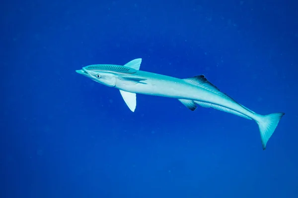 Underwater Shoot Ocean Flora Fauna Bali Indonesia — Stock Photo, Image