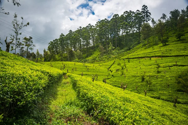 Grüne Schöne Teeplantage Sri Lanka — Stockfoto