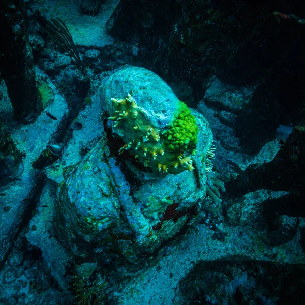 Onderwater Foto Van Stenen Beelden Bodem Van Oceaan — Stockfoto