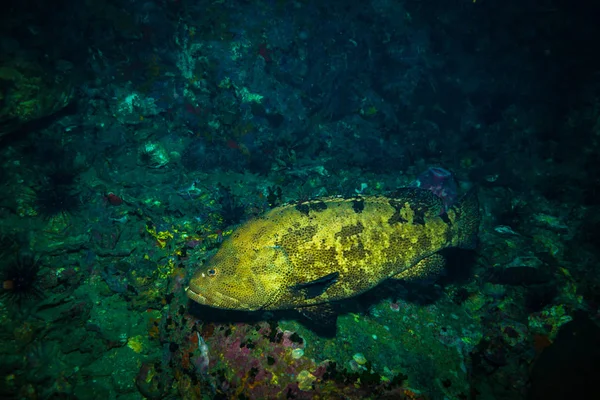 Podwodne Widoki Morski Anemon Rafy Koralowej Koh Tao Tajlandia — Zdjęcie stockowe