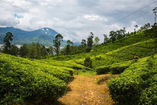 Hermosa Plantación Verde Sri Lanka — Foto de Stock