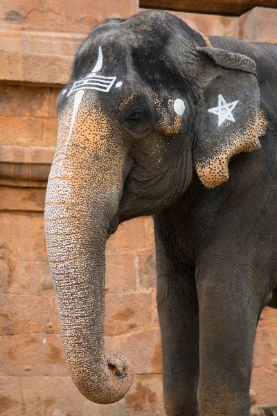 Elefante Templo Indiano Tamil Nadu — Fotografia de Stock