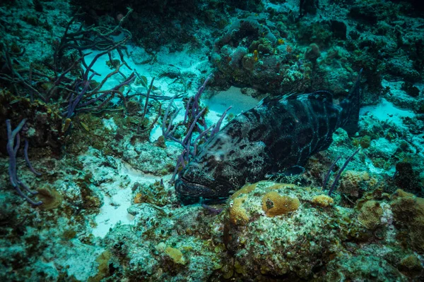 Vue Sous Marine Des Poissons Sur Magnifique Récif Corallien Près — Photo