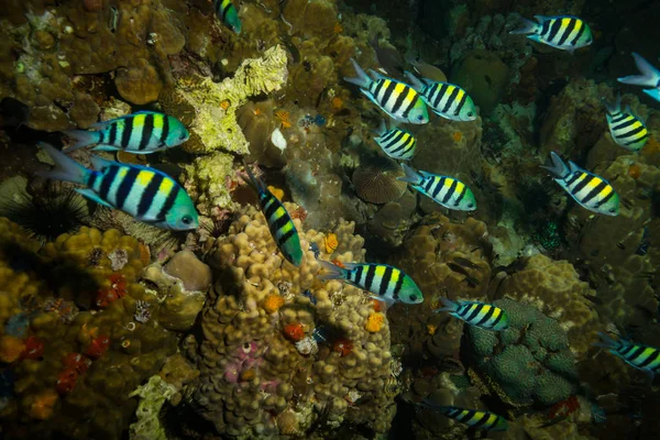 軍曹魚ニート タオ島タイの水中ビュー — ストック写真