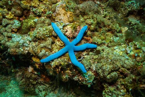 Seastar Στο Μπαλί Κοραλλιών Κήπο Ινδονησία — Φωτογραφία Αρχείου