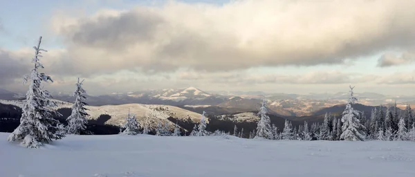 Vackert Vinterlandskap Snötäckta Ukrainska Karpaterna Bergen — Stockfoto