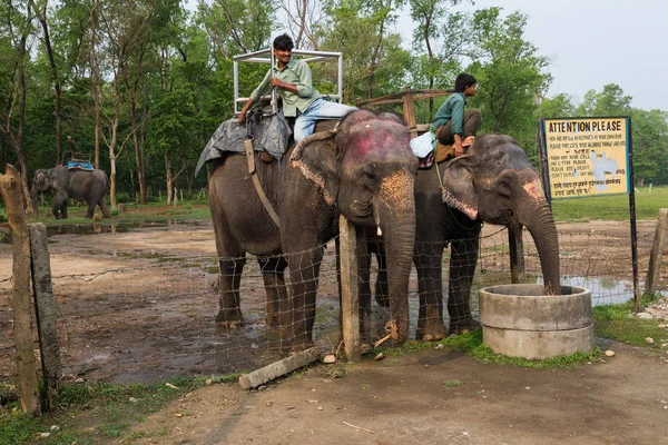 Chitwan Nepal Marzo Safari Elefantes 2015 Chitwan Nepal Paseo Elefantes — Foto de Stock