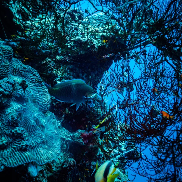 Underwater Shot Sea Floor — Stock Photo, Image