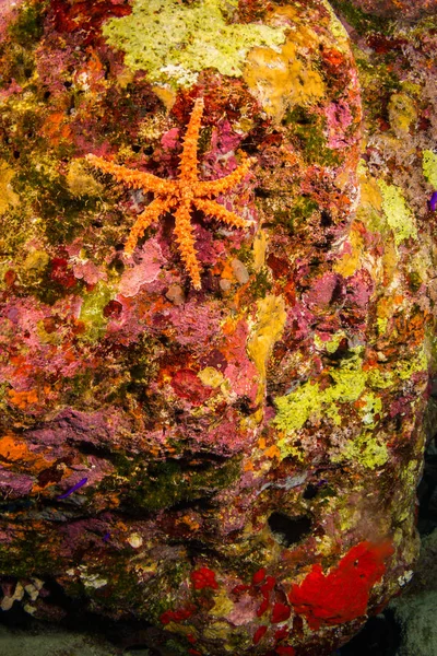 Υποβρύχια Προβολή Της Αστερίες Για Όμορφα Υφάλους Της Ερυθράς Θάλασσας — Φωτογραφία Αρχείου