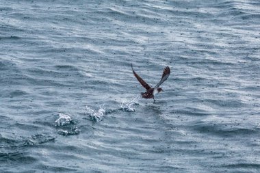 deniz manzarası ve hayvanların gündüz görünümü 