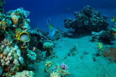 Kızıldeniz, Sharm El Sheikh, Mısır'daki güzel mercan Bahçe