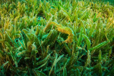 Deniz atı Red Sea'deki/daki
