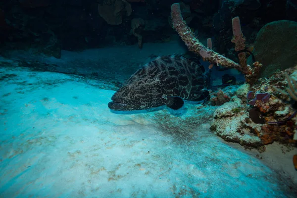 Brote Submarino Flora Fauna Oceánica Bali Indonesia — Foto de Stock