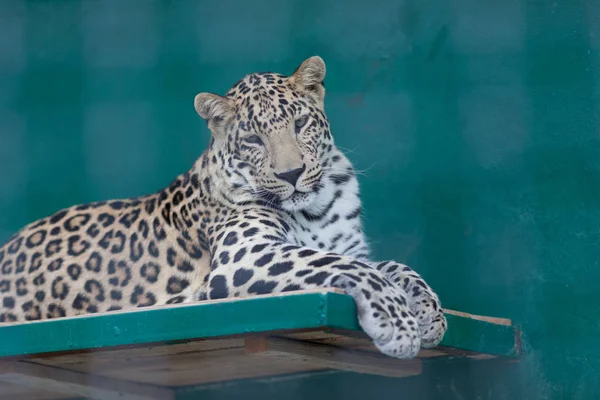 Tiger Zoo Dagtid — Stockfoto