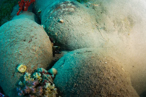 Peixes Tropicais Fundo Recife Coral Mar Vermelho Sharm Sheikh Egito — Fotografia de Stock