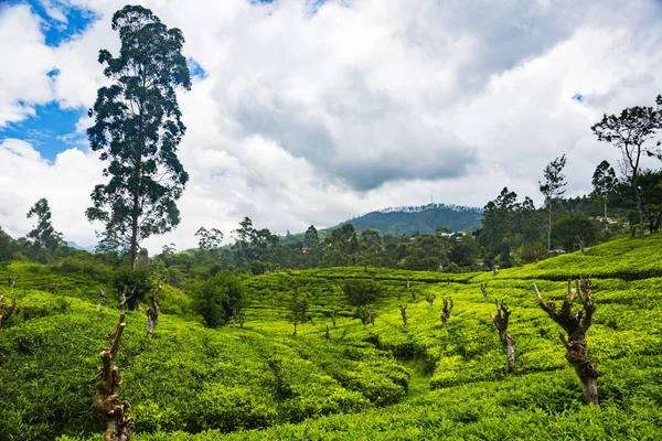 Bella Piantagione Verde Sri Lanka — Foto Stock