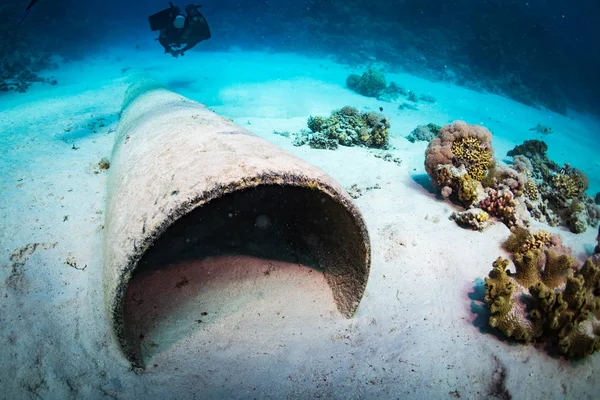 Diver Reaf Röda Havet — Stockfoto