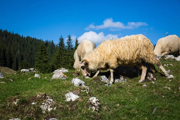 Troupeau Moutons Pâturage Sur Les Montagnes — Photo