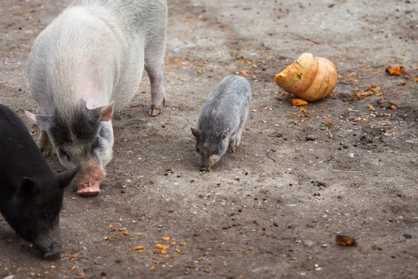 Pigs Zoo Daytime — Stock Photo, Image