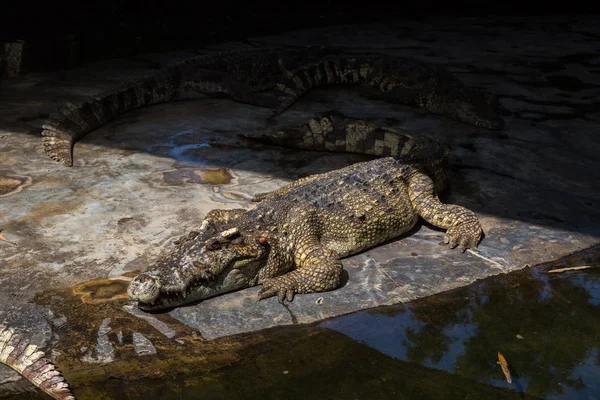 Krokodil Krokodil Farm Koh Samui Thaiföld — Stock Fotó