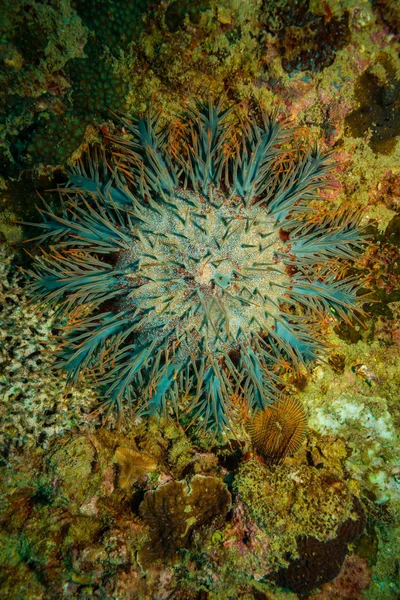 Acanthaster Arrecife Coral Koh Tao Tailandia —  Fotos de Stock