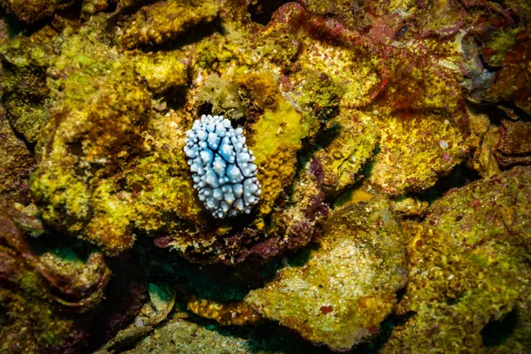 Nudibranch Στον Κοραλλιογενή Ύφαλο Κοντά Τάο Ταϊλάνδη — Φωτογραφία Αρχείου