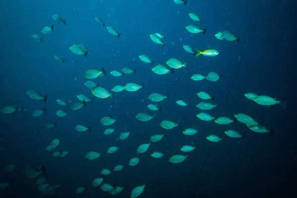泰国科特岛附近美丽鱼类的水下景观 — 图库照片