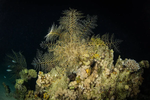 산호초의 — 스톡 사진