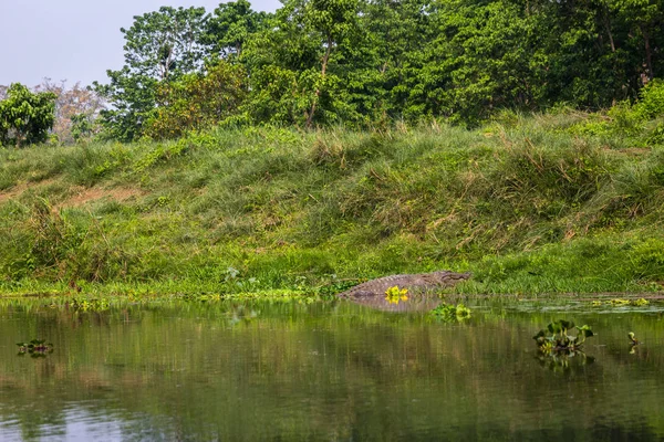 Coccodrillo Nel Parco Nazionale Chitwan — Foto Stock