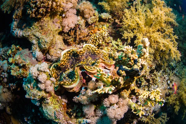 Onderwater Uitzicht Tridacninae Mooie Rif Van Rode Zee — Stockfoto