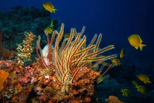 Coral Garden Bali Indonezja — Zdjęcie stockowe