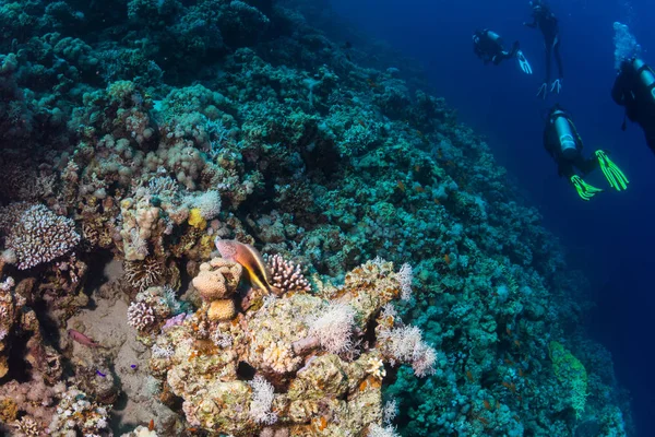 Підводний Постріл Морська Підлога — стокове фото