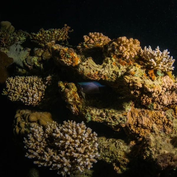 Beautiful Underwater View Coral Reef Red Sea Night — Stock Photo, Image