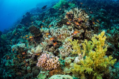 Tropikal balıklar Kızıldeniz, Sharm El Sheikh, Mısır'daki güzel mercan bahçe üzerinde