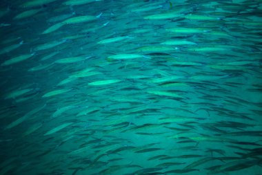 Barracuda Koh Tao Island, Tayland yakınındaki okul