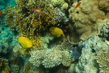 Mavi nokta orfoz balığı mercan kırmızı deniz üzerinde