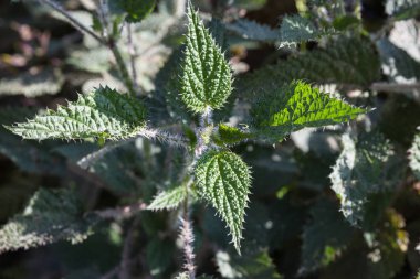 Gündüz nepal gezi ile seyahat, yerel flora ve bitkilerin Güney Asya yakın 